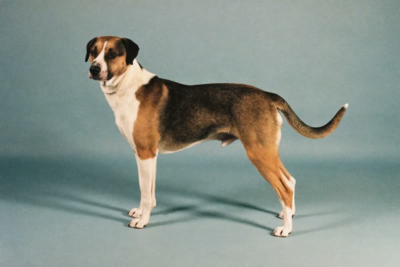 A dog standing in profile against a plain pale backdrop