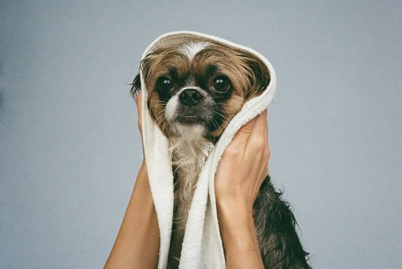 Hands towel-drying a small dog