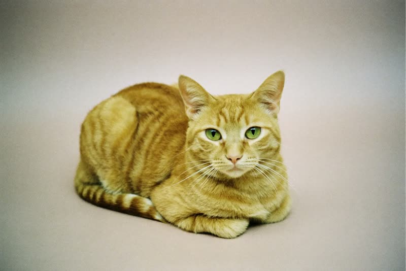 A ginger cat resting against a plain pale backdrop