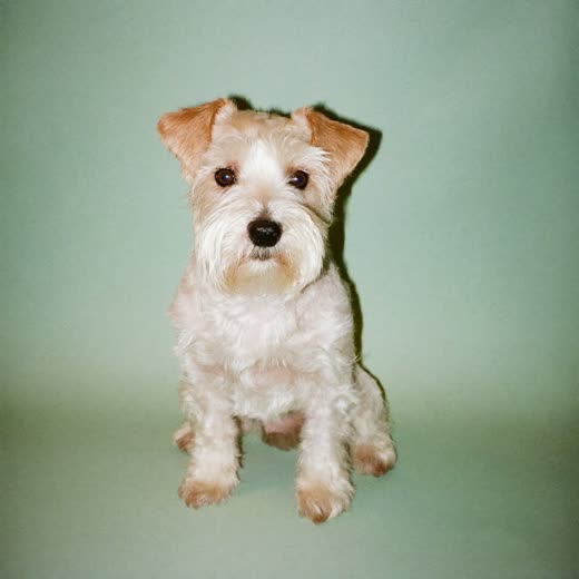 A freshly bathed terrier sitting against a plain pale background