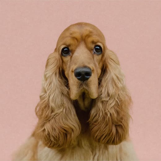 A cocker spaniel with a neatly trimmed coat on a plain pale background