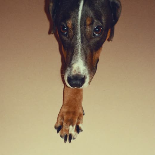 A dog's paw with neatly trimmed claws on a plain pale surface