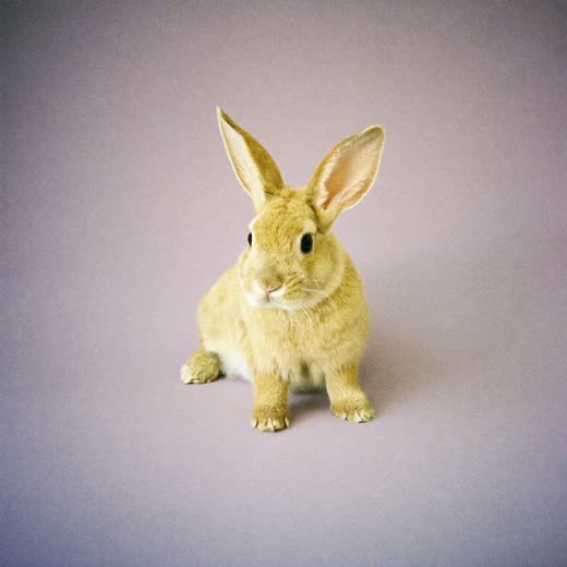 A rabbit sitting against a plain pale lilac background